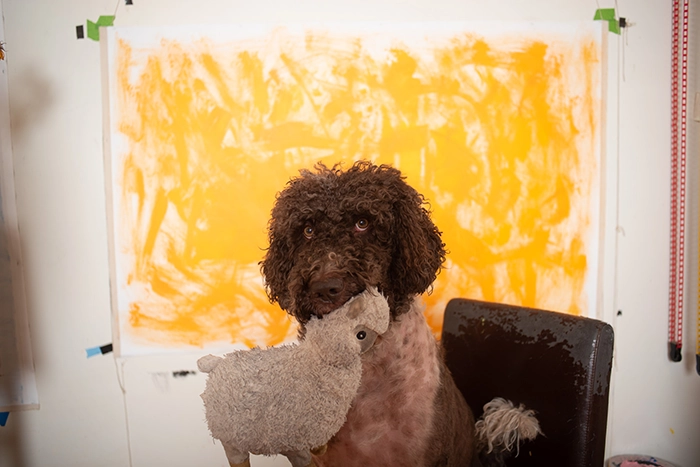 Gregg Brown Labradoodle Roman Dog Holding Toy