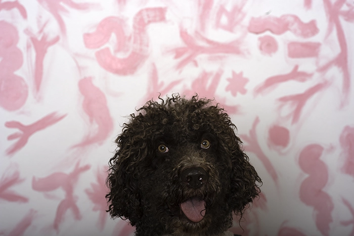 Gregg Brown Labradoodle Roman Pink Abstract Background